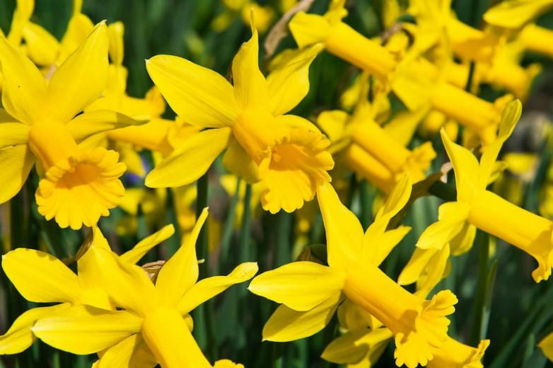 Narcissus 'Peeping Tom', Daffodil 'Peeping Tom', Cyclamineus Daffodil 'Peeping Tom', Miniature Daffodil, Spring Bulbs, Spring Flowers, 'Peeping Tom',Cyclamineus Daffodils, Miniature Daffodils, Yellow daffodil